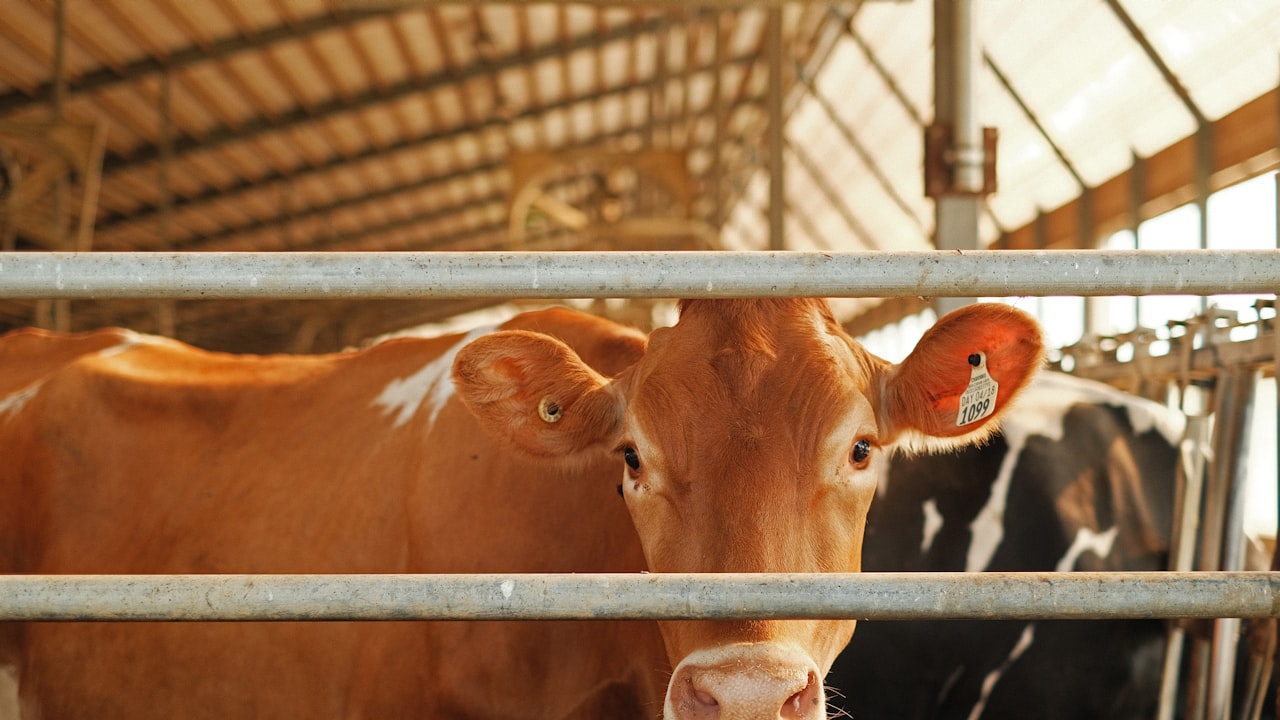 Choose The Best Headband Wig Ultimate User Guide and Benefits